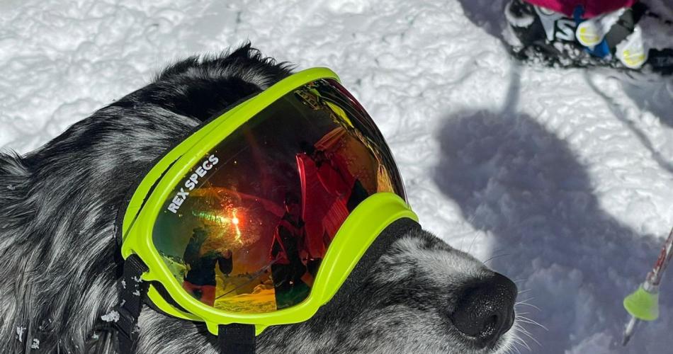 Bild zeigt Lawinenhund mit Schibrille