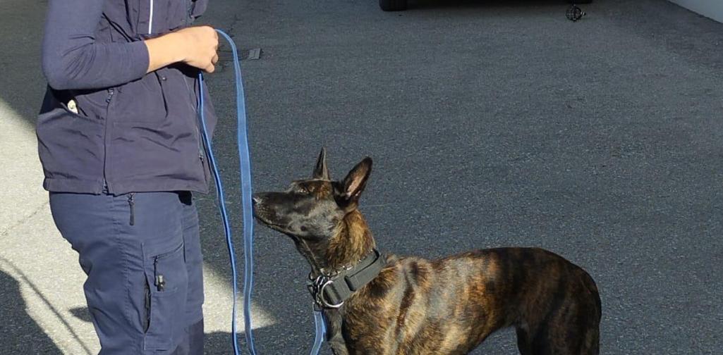 Verkehrserziehung 3 Polizistin mit Polizeihund